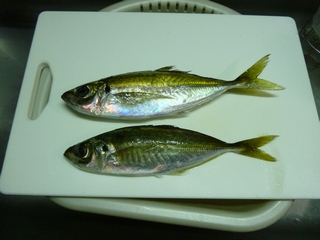 20130102_ɕP