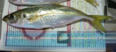 20130119_hމʂQ