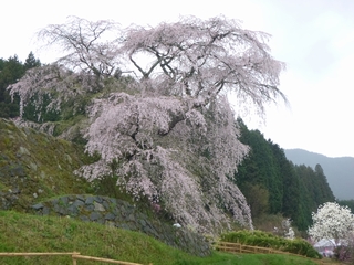 20130406_qP