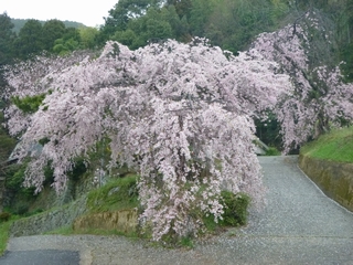 20130406_qS