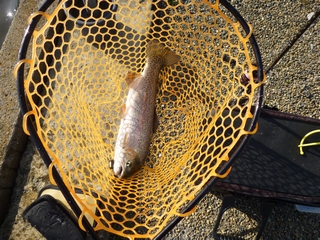 20140308_ԗ{P