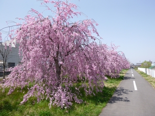 20150418_kcP