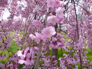 20150418_kcQ