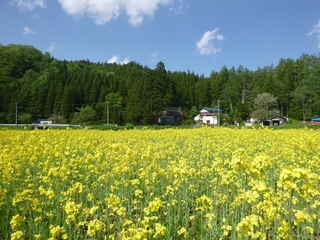 20150516_؂̉Ԕ