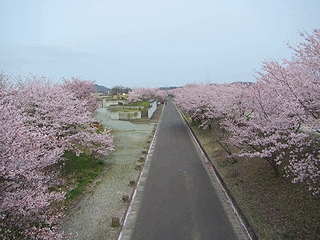 20160410_͌{T