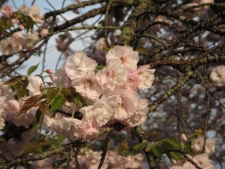 20170422_Õӂ邳ƌS