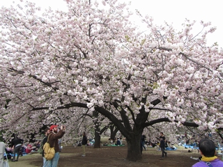 20190414_Vh䉑Q