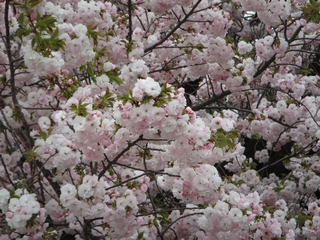 20190414_Vh䉑R