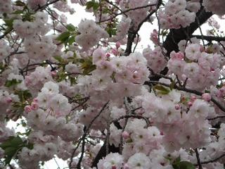 20190414_Vh䉑S