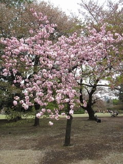 20190414_Vh䉑T