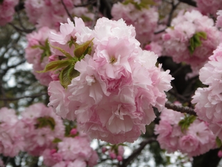 20190414_Vh䉑U