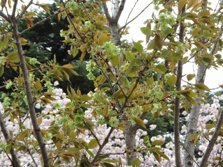 20190414_Vh䉑V