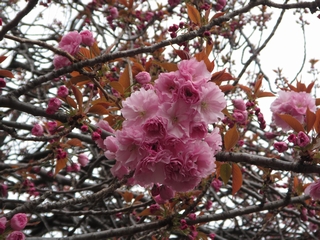 20190414_Vh䉑W