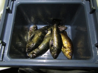 lމʂQ