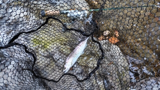 2026/1/26 �ׂӋ��R