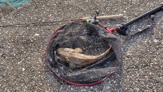 2026/1/27 ���l���`�Q