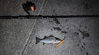 2026/2/1 �ԉ����`�̃Z�C�S