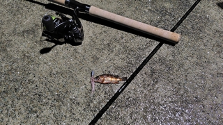 2026/2/2 ���l�V�`�P