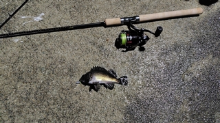 2026/2/2 ���l�V�`�S