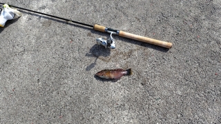 2026/2/5 ���l�V�`�R