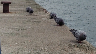 2026/2/5 ���l�V�`�T