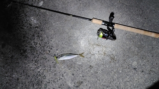 2026/2/17 ���l�V�`�Q