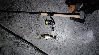 2026/2/17 ���l�V�`�R