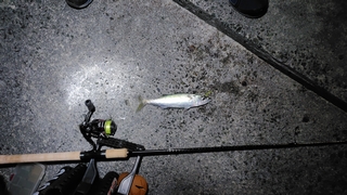 2026/2/17 ���l�V�`�S