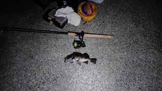 2026/2/17 ���l�V�`�T