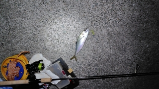 2026/2/17 ���l�V�`�U