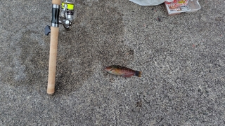 2026/2/20 ���l�V�`�P