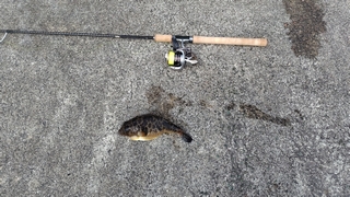 2026/2/20 ���l�V�`�R