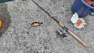 2026/2/24 ���l�V�`�Q