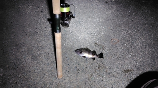 2026/3/5 ���l�V�`�P