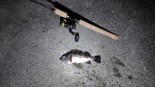 2026/3/5 ���l�V�`�R