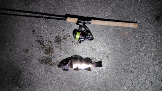 2026/3/5 ���l�V�`�S