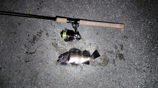 2026/3/5 ���l�V�`�T