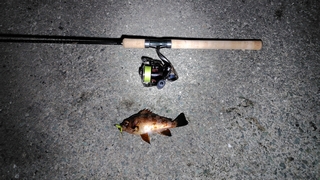 2026/3/5 ���l�V�`�U