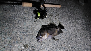 2026/3/5 ���l�V�`�V