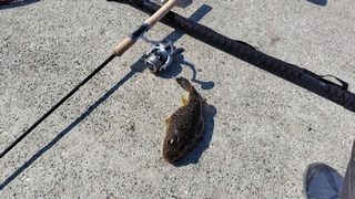 2026/3/11 ���l�V�`�R