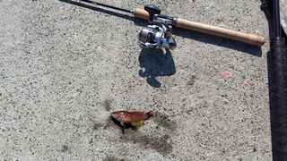 2026/3/11 ���l�V�`�S